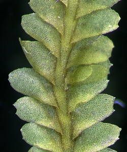 Saccogynidium australe Ventral
