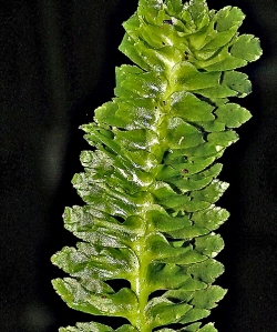 Schistochila appendiculata Dorsal