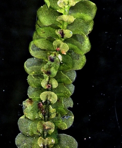 Spruceanthus olivaceus Ventral