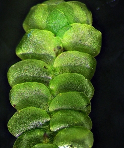 Spruceanthus olivaceus Dorsal