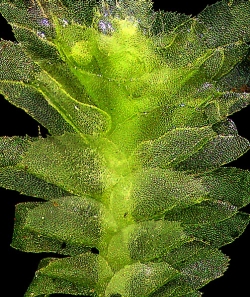 Schistochila balfouriana Dorsal