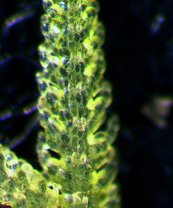 Zoopsis leitgebiana Ventral