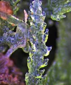 Zoopsis leitgebiana Dorsal