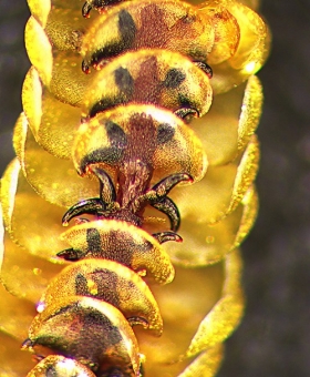 Leipcolea-attenuata-ventral_V2