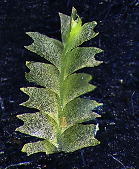 geocalyx_ca (600)1813-0551