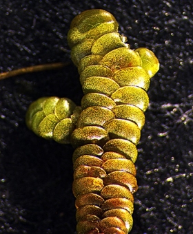 goebiella-cornigera-dorsal_V2