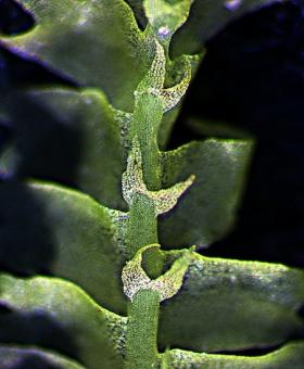 geocalyx_ca ventral(600)1813-0546