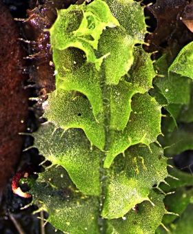 1 goebelobryum_unguiculatum 1540-0354CROP