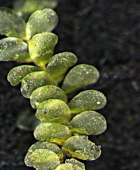 cololejeunea_pul(600) 1700a-0013
