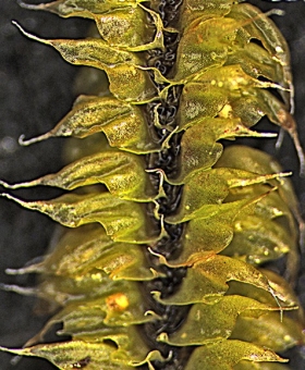 chandonanthus squar-Dorsal (600)1784-0001