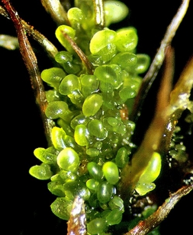 1 colura_saccophylla_5-CROP