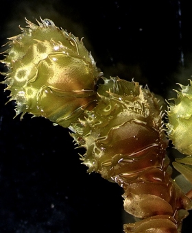 1 chiastocaulon_conjug732_br37_crop