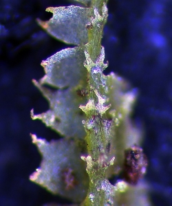 2 Chiloscyphus erosus 1291-0111-crop