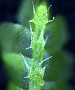 2 chiloscyphus_lentus1009c0022-crop
