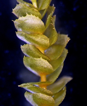2 chiastocaulon_conjug732_br39_crop