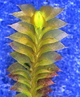2 cuspidatula_monodon1190-CROP