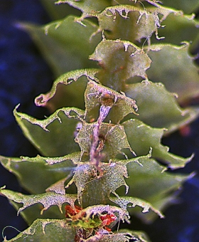 cryptolophocolea spin(ventral)(600)1795-0265