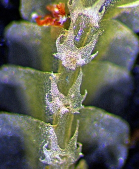 2 chiloscyphus_semi986-0023-crop
