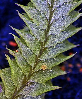 cryptolophocolea spin(600)1795-0268