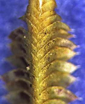 1 cuspidatula_mon1190-CROP