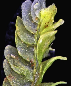 1 chiloscyphus_novae-zeelandiae 1017-0073-crop