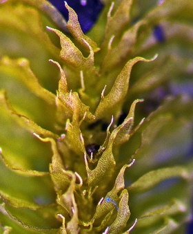 2 chandonanthus_squarr259_br5-crop