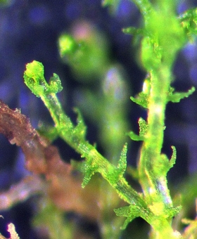 1 cephaloziella-sp-15050050-crop