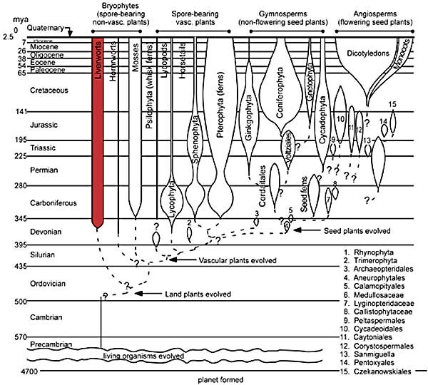 evo_liverworts(600)