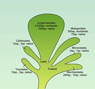 liverwort_tree(400)