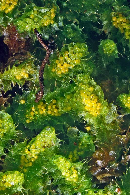 Goebelobryum ungicularis - A male plant with clusters of yellow sperm-producing sacs (antheridia) amongst the leaves.