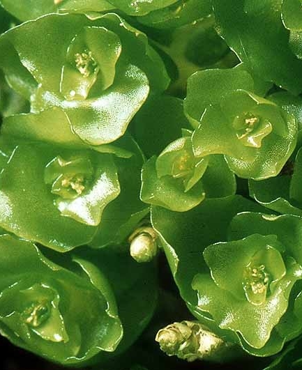 Haplomitrium gibbsiae - This moss-like liverwort has broad leaves with smooth margins. These distinctive and primitive leafy liverworts are placed in their own order, the Calobryales. Found on damp shaded banks throughout the country.