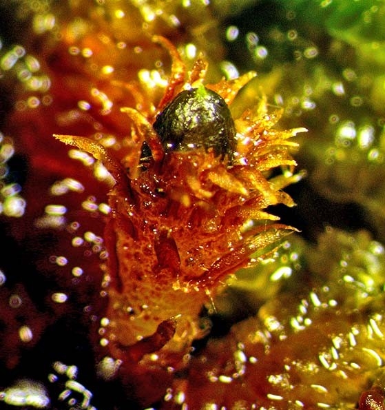 Lepidolaena taylorii - After fertilisation, the perianth expands and the tip of the embryo sporophyte with capsule appears. Lepidolaena taylorii - After fertilisation, the perianth expands and the tip of the embryo sporophyte with capsule appears.