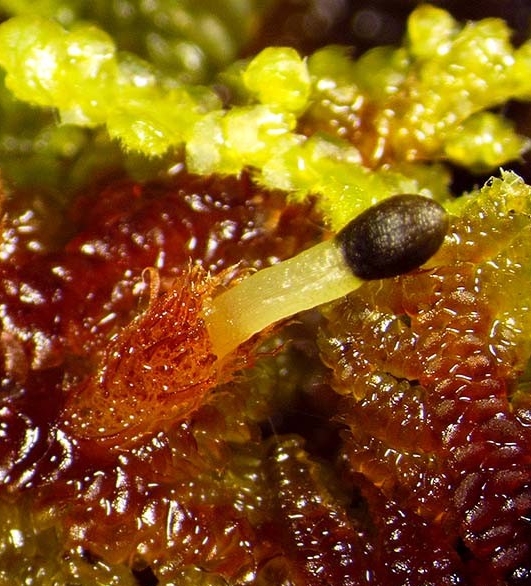 Lepidolaena taylorii - The sporophyte stalk (seta) elongates carrying the terminal capsule upward.