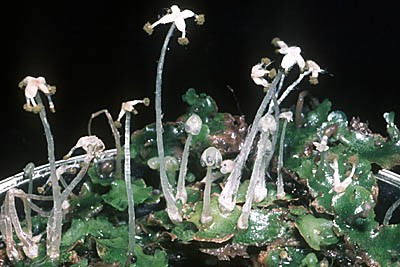 lunularia_1(400) lunularia_1(400)