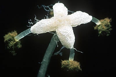 lunularia_2(400) lunularia_2(400)