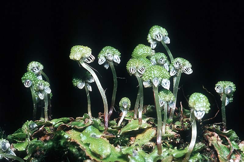 asterella_1(800) asterella_1(800)