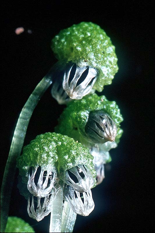 asterella_2 asterella_2