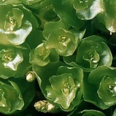 Some Leafy Liverworts