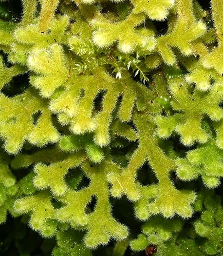 Leiomitra lanata (syn., Trichocolea lanata). The stems are up to 5 cm long and irregularly branched.