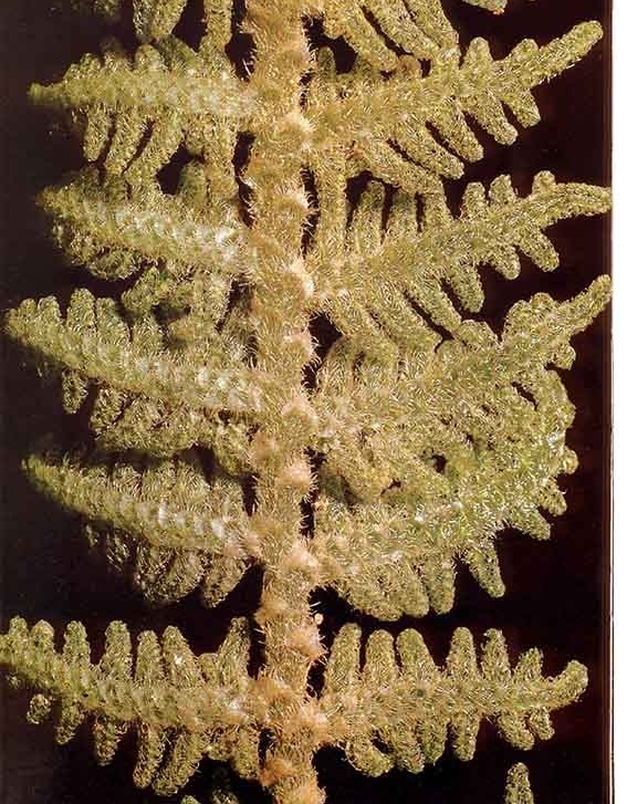 Lepidogyna hodgsoniae (syn., Lepidolaena hodgsoniae), from above - The leaves are covered with a dense mass of fine hairs (cilia) believed to aid in the absorption and retention of water. This liverwort is found in cool, moist areas throughout New Zealand.