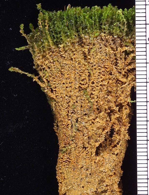 Isotachis intortifolia - If a plug is removed from a cushion the inner region is seen to be composed of decaying stems and leaves, rich in humus and able to retain water. Isotachis intortifolia - If a plug is removed from a cushion the inner region is seen to be composed of decaying stems and leaves, rich in humus and able to retain water.