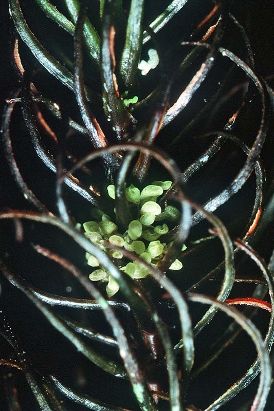 Colura saccophylla - Plants growing on the stem of the moss Dendroligotrichum