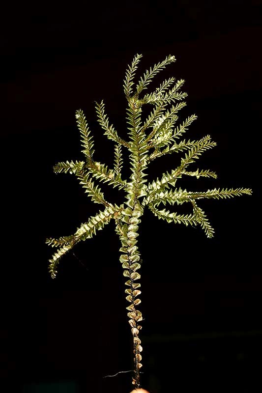 Plagiochila stephensoniana - A large liverort 12-25 cm tall Plagiochila stephensoniana - A large liverort 12-25 cm tall