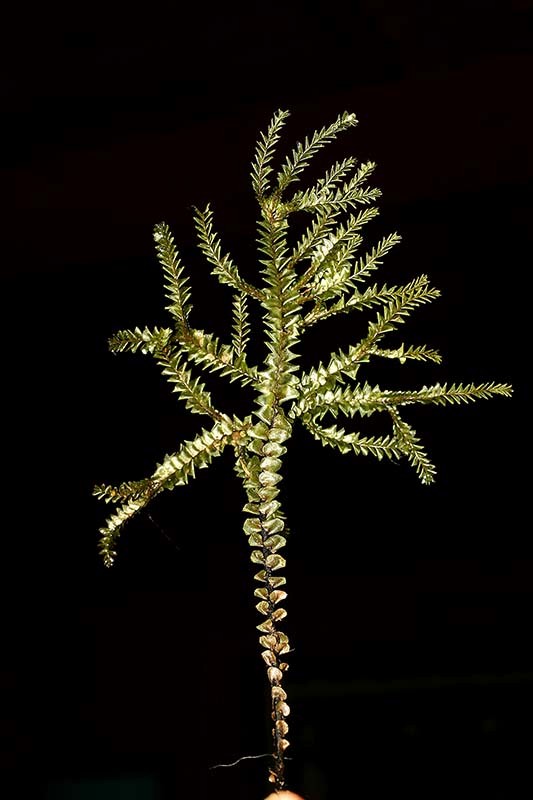 Plagiochila stephensoniana - A large liverort 12-25 cm tall