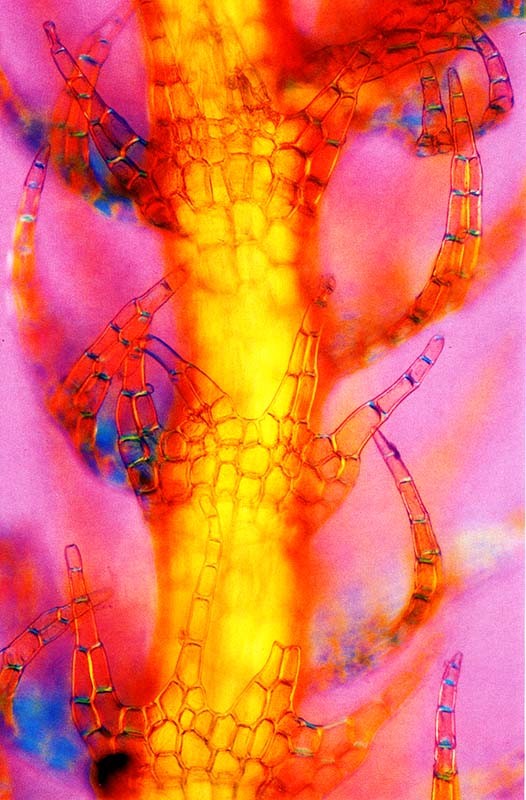 telarania_sp_stem(800) telarania_sp_stem(800)