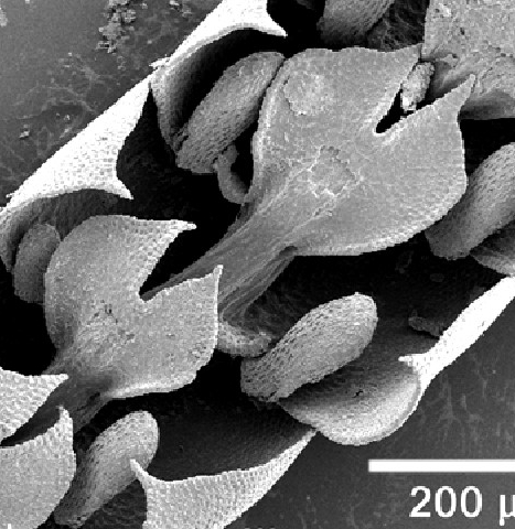 Frullania apiculata - This is a view of the underleaves showing the slit at the free end of each leaf that is characteristic of Frullania species. Small lobules are attached to the underside of the lateral leaves. Scanning electron microscope (SEM).