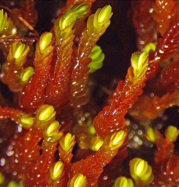 Jamesoniella monodon - Stems are up to 3 cm long, seldom branched and have ovate leaves with entire margins. Underleaves are not formed which is unusual for a liverwort. Common throughout New Zealand up to 1,000 m.