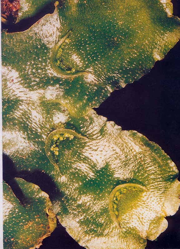 lunularia_3(800) lunularia_3(800)