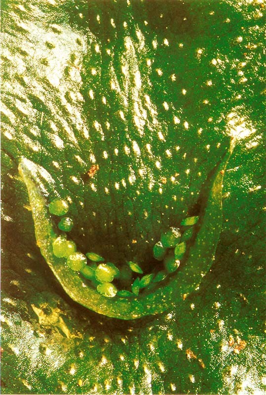 lunularia_4(800) lunularia_4(800)