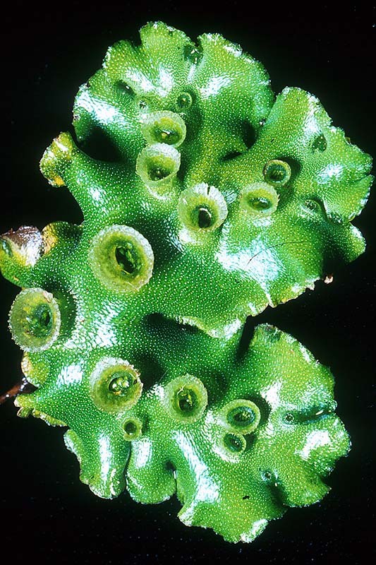 marchantia_5(800)